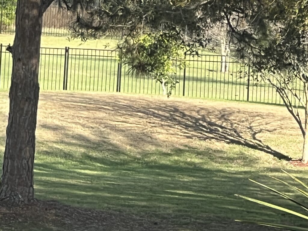 Tree shadow in front yard