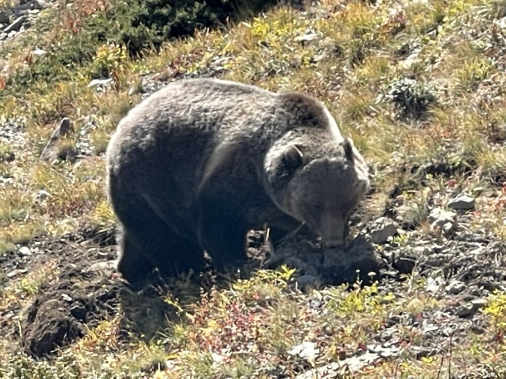 Grizzly Bear