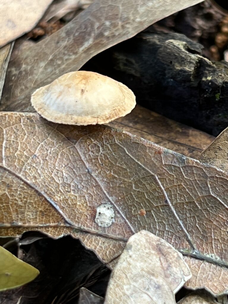 tiny mushroom