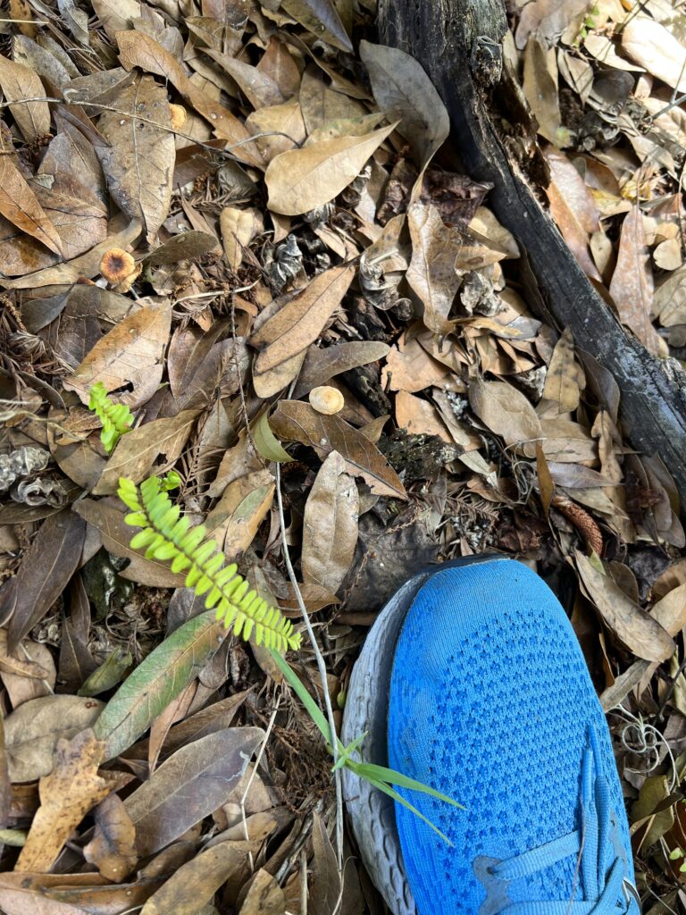 blue shoe on forest floor