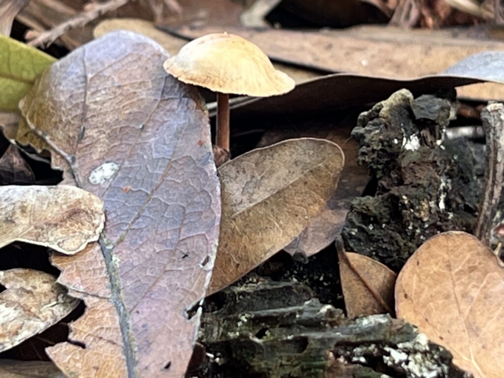 tiny mushroom