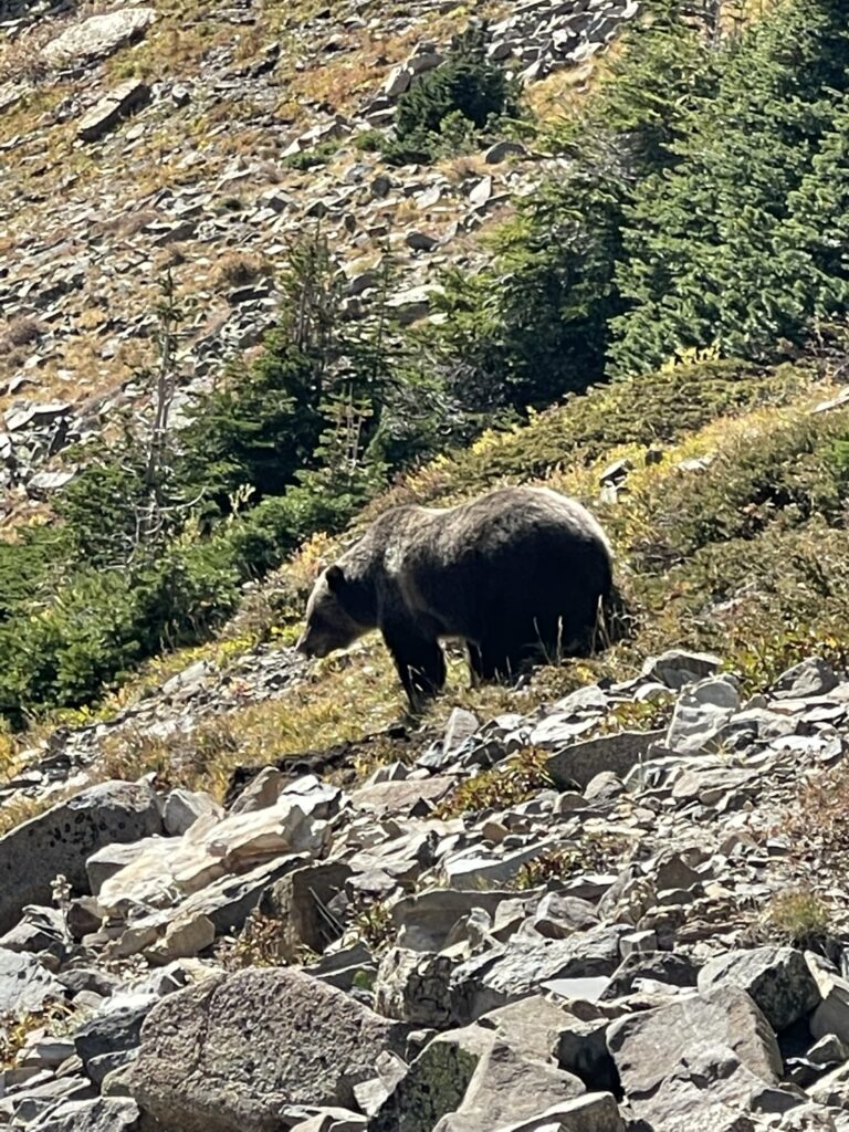 Grizzly Bear