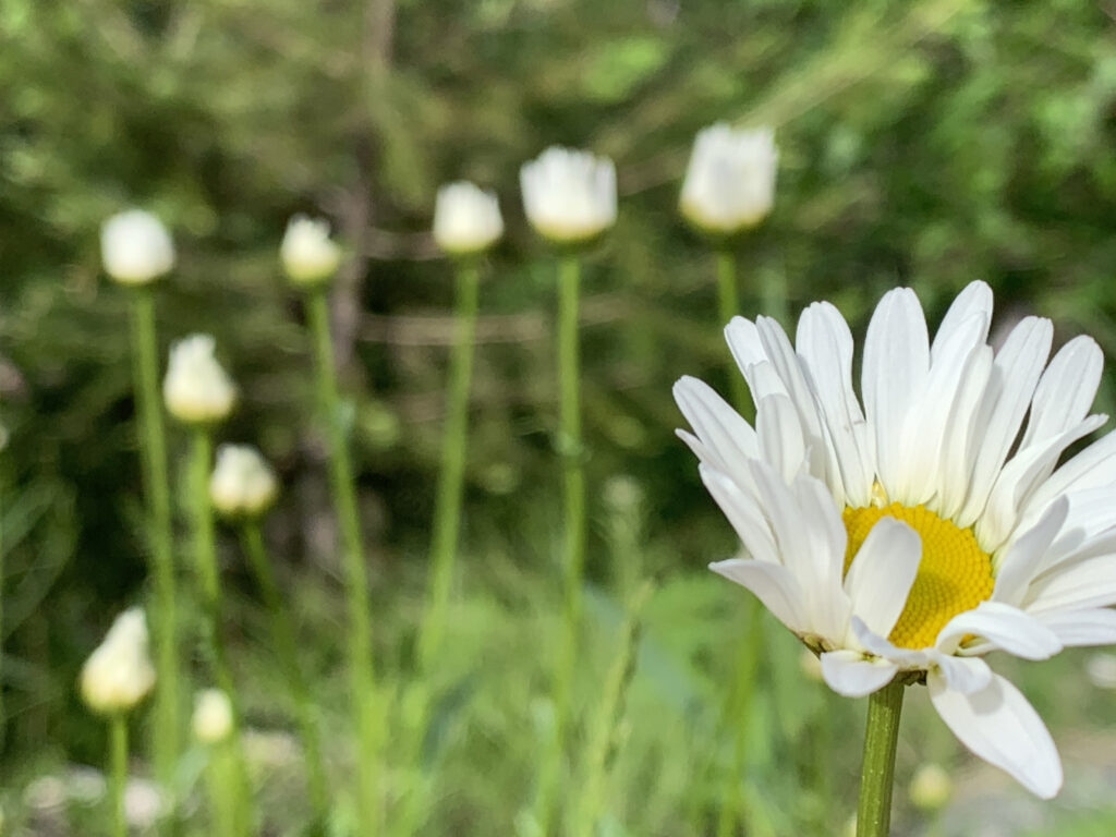 daisies