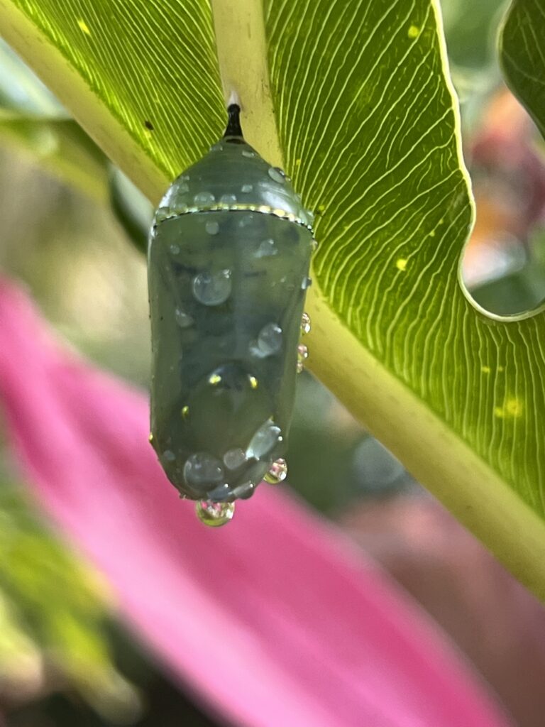 Butterfly chrysalis