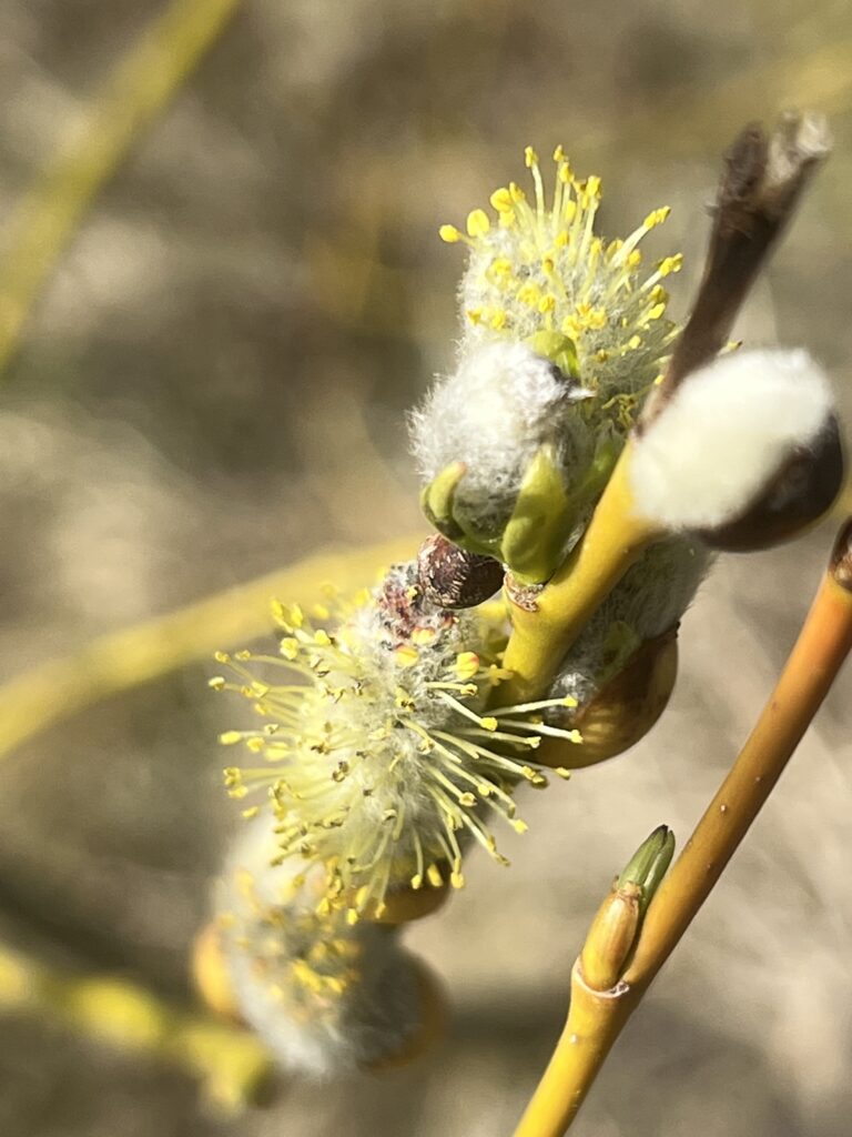 willow tree buds