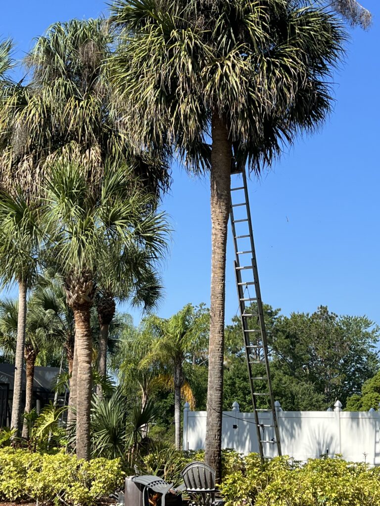 Palm trees and a ladder
