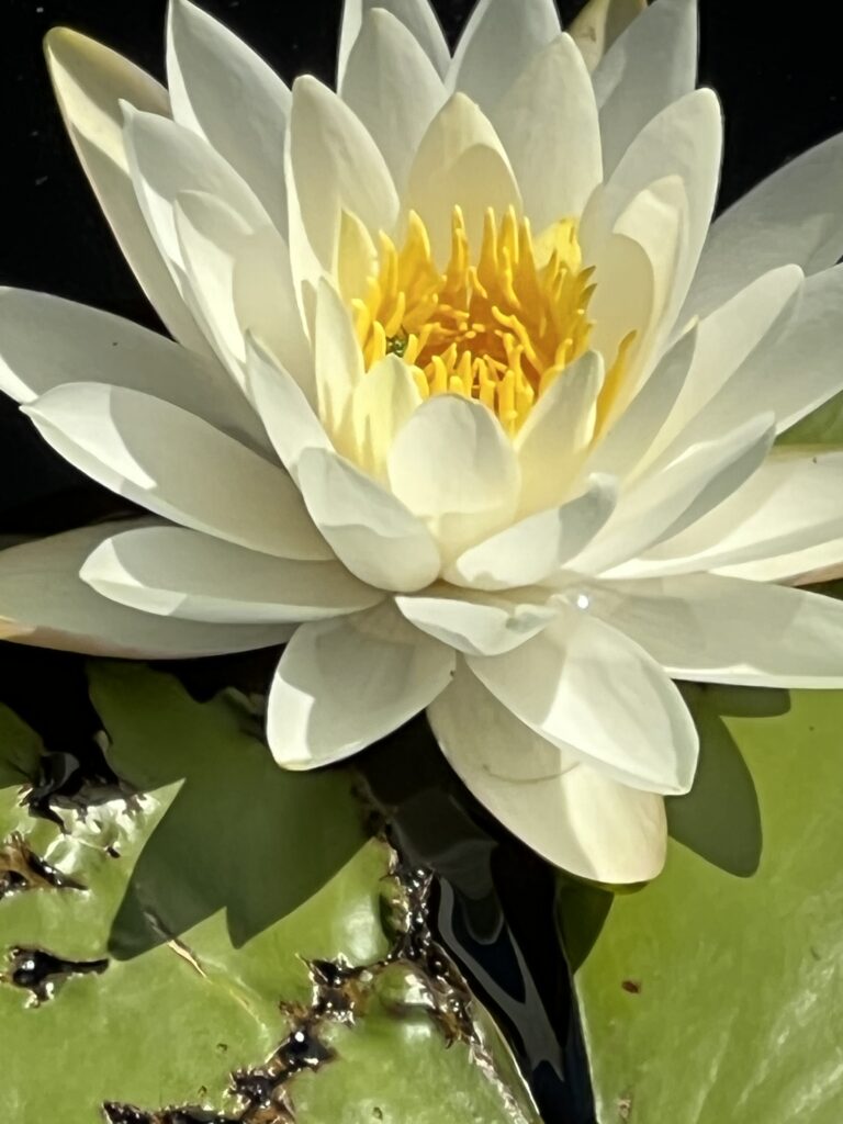 water lily bloom