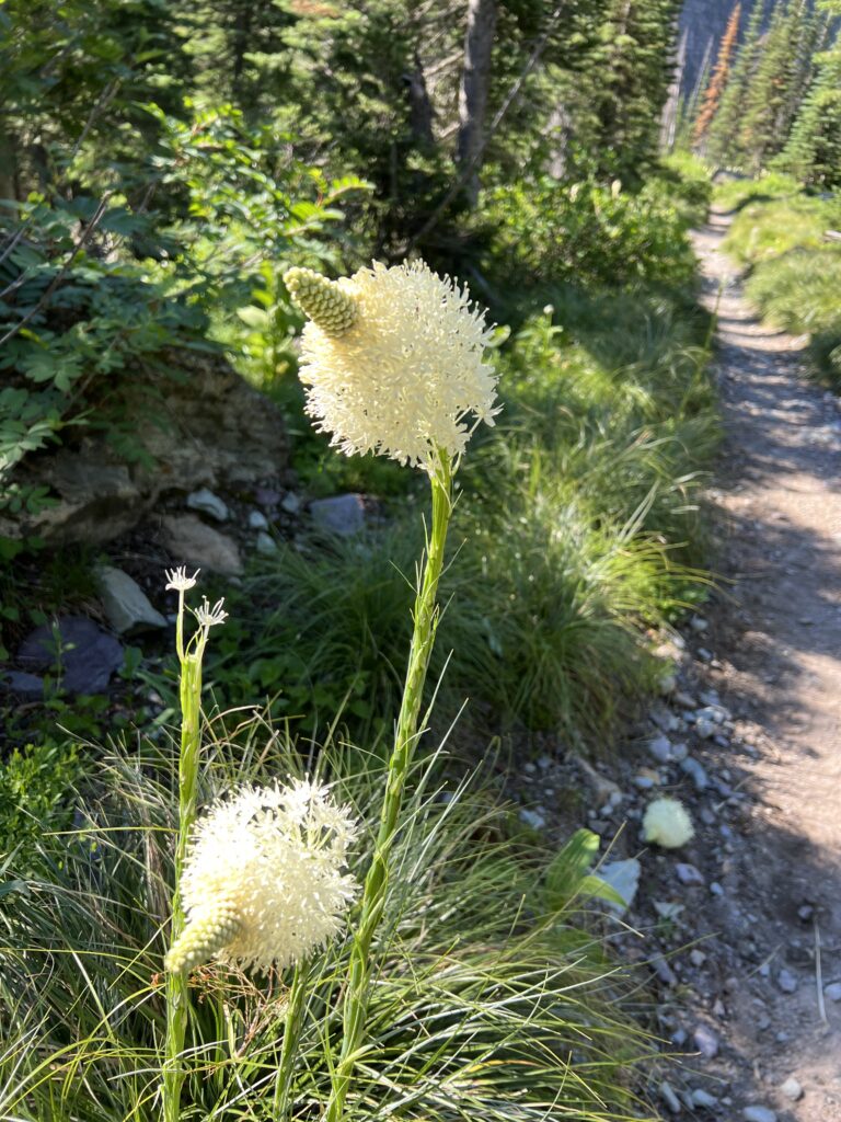 Mountain wildflower along the trail