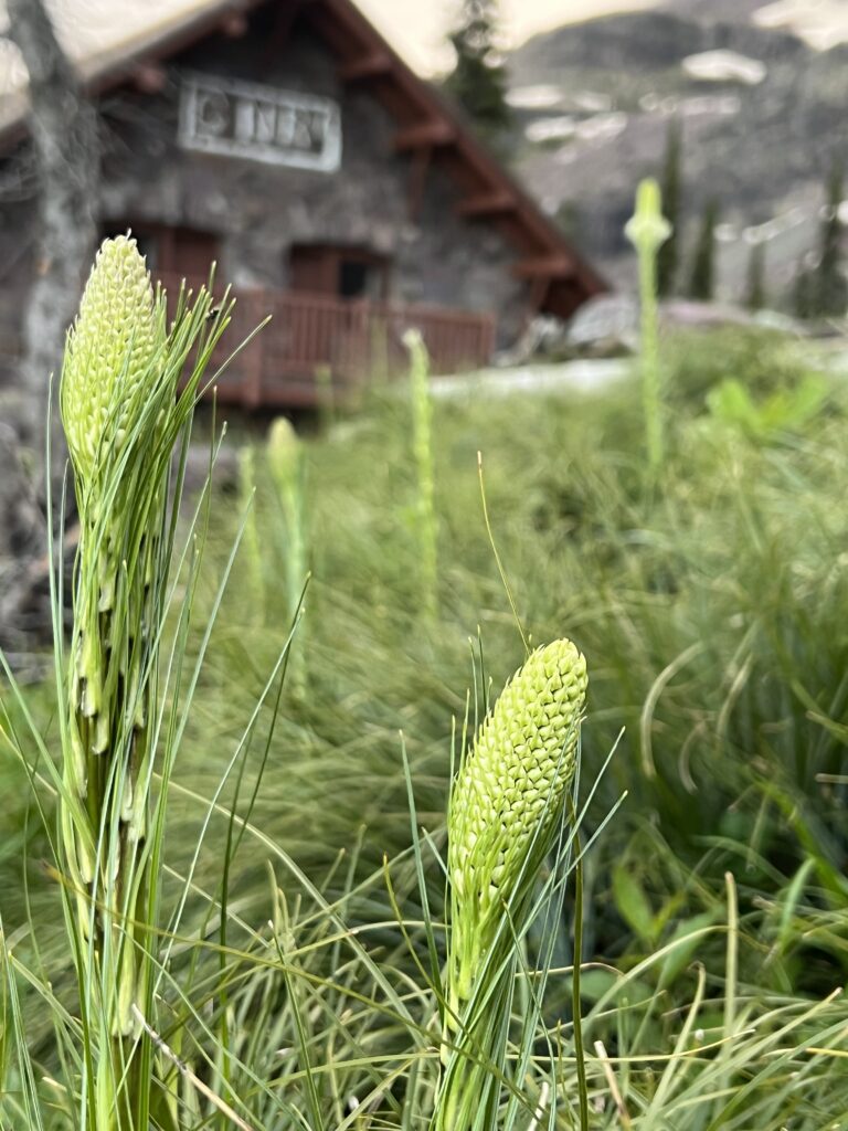 Mountain chalet