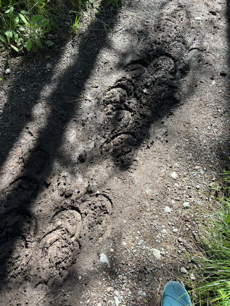 Horse tracks On a muddy trail