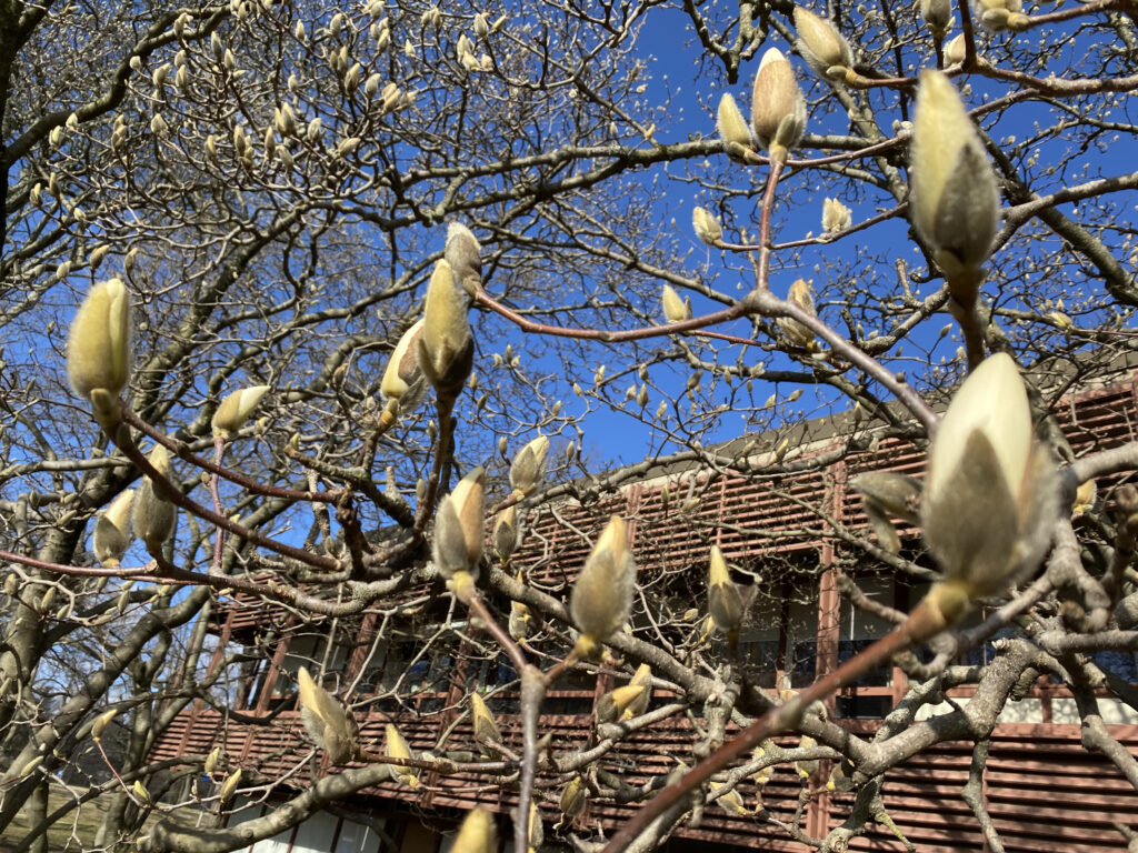 tree loaded with flower blooms