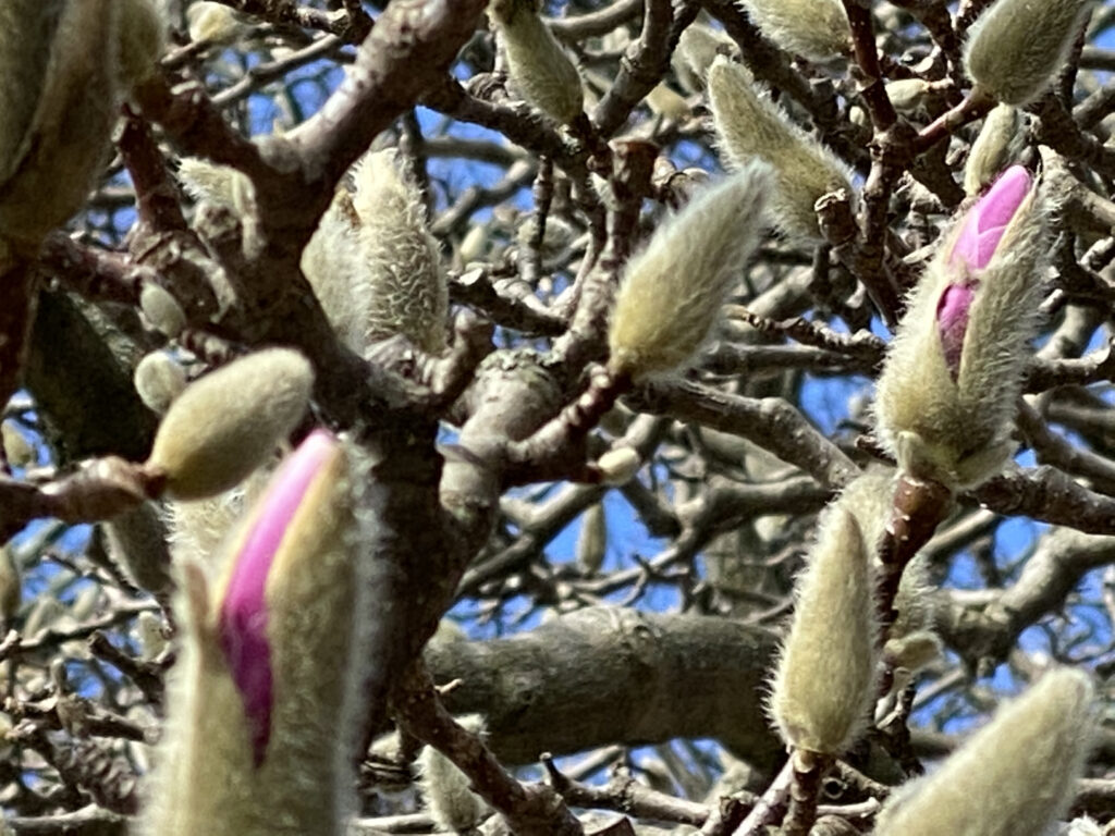 tree loaded with flower blooms